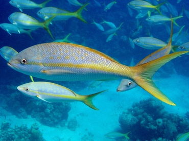 caribbean yellowtail snapper